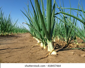 Onion Field