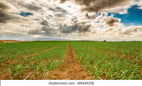 Onion Field