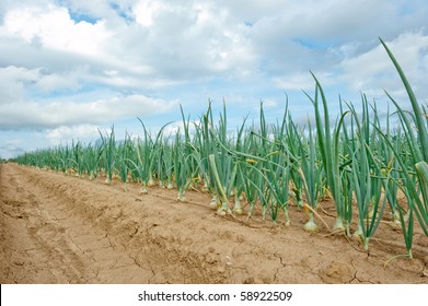 Onion Field