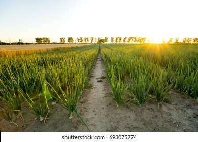 Onion Field 