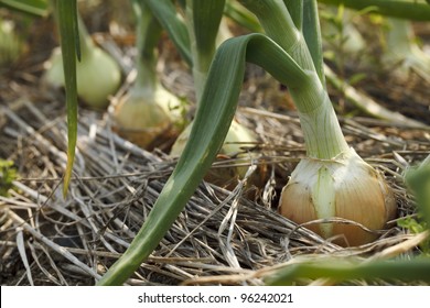 Onion Field