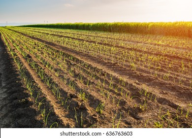 Onion field, maturing at spring. Agricultural landscape - Shutterstock ID 636763603