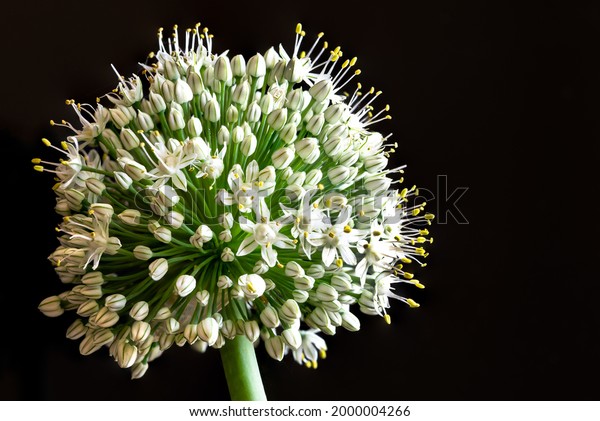 Onion flower on black background, close-up\
photo of growing onion vegetable\
