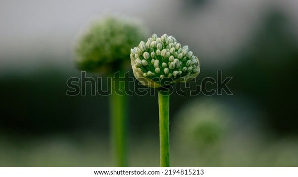 Onion flowers blooming onions,\
alliums. Green onions. The life cycle of onion. Stages of onion\
development. Onion flowers are blooming in the fields of\
Bengal.