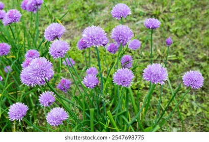  Onion flowers. Chives onion plant blossoming. Allium schoenoprasum. - Powered by Shutterstock