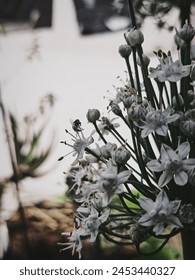 Onion Flowers, worker Bee, bug, Fly