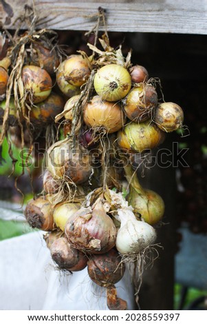 Onion and garlic. The harvest of onions and garlic hangs and dries after assembly. A popular way of storing the onion harvest.