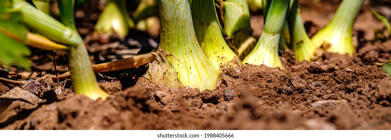 Onion Green Plants Grow In Sandy Soil Garden Rows Field, Close Up, Banner. Harvesting Background With Fresh Onion Bulbs, Closeup.  Nature Vegetable Garden Background