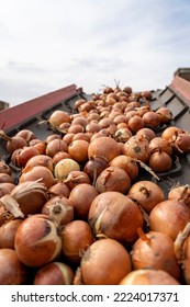 Onion Harvest Campaign 2022. Freshly Harvested Onion Bulbs On Conveyor Belt. Postharvest Handling of Vegetables and Root Crops.  Onion Sorting and Grading Machine in Action.  - Shutterstock ID 2224017371
