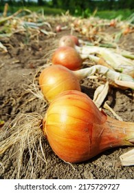                     Onion harvest in the field            - Shutterstock ID 2175729727