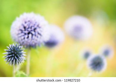 Onion Or Leek Flower - Short Depth Of Field