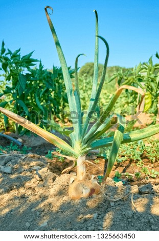 Similar – Foto Bild Bio Lauch Zwiebeln