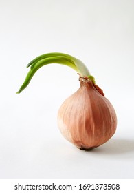 Onion On White Infinity Cove Background