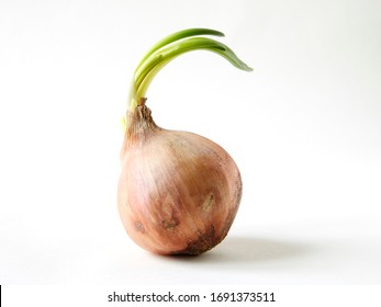 Onion On White Infinity Cove Background