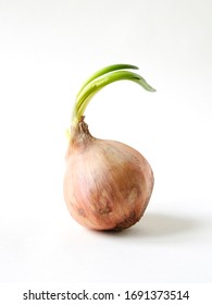 Onion On White Infinity Cove Background