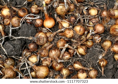 Similar – Image, Stock Photo Harvest-ready onions in sunlit Castilla La Mancha field