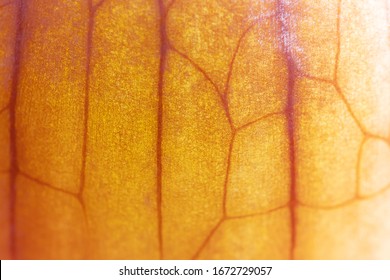 Onion peel close-up, macro photo. Background abstract image.