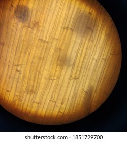 Onion peel; light microscope view of onion peel. 