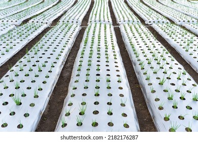 Onion plants covered by plastic mulch which aims to protect the soil surface from erosion, maintain moisture and soil structure, and inhibit weed growth - Shutterstock ID 2182176287