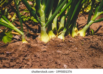 Onion Plants Grow In Sandy Soil, Close Up. Harvesting Background With Fresh Onion Bulbs, Closeup. Nature Vegetable Garden Background