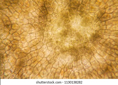 Onion root cells at the microscope 