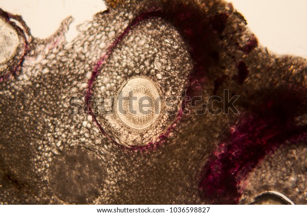 Onion root cells at the
microscope