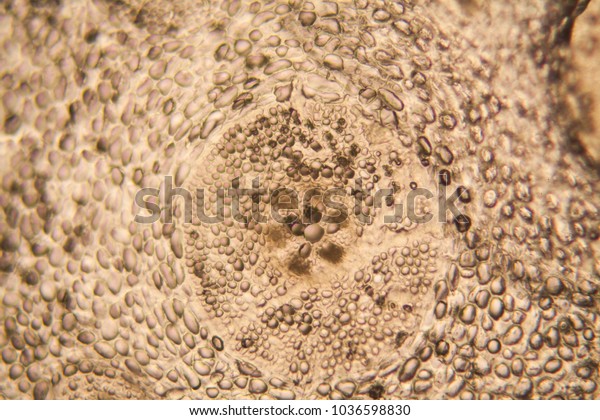 Onion root cells at the\
microscope