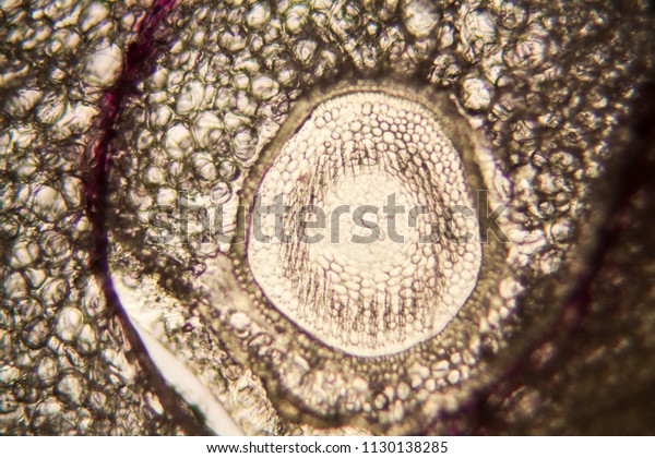 Onion root cells at the\
microscope 
