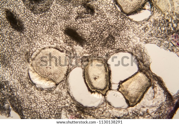 Onion root cells at the\
microscope 