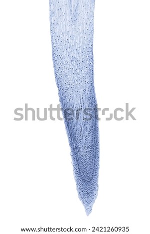 Onion root tip, Allium cepa, showing all stages of mitosis, longitudinal section, 20X light micrograph. Lengthwise cut root tip of an onion, stained, under the light microscope, isolated, over white.