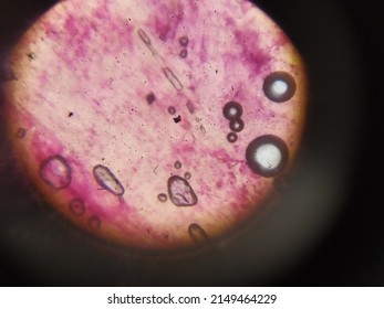 Onion Root Tip Under Microscope 