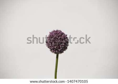 Similar – Image, Stock Photo Allium isolated on white background