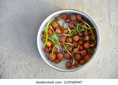 Onion For Seeds In Spring Sowing In A Bucket