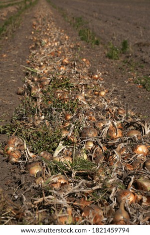 Similar – Image, Stock Photo Harvest-ready onions in sunlit Castilla La Mancha field