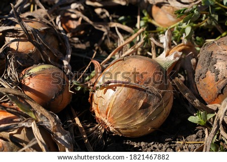 Similar – Image, Stock Photo Harvest-ready onions in sunlit Castilla La Mancha field