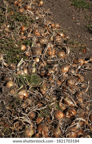 Similar – Image, Stock Photo Harvest-ready onions in sunlit Castilla La Mancha field