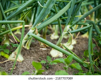 Onions Grow In The Garden. Close-up Of Onion Root Vegetables. Selective Focus