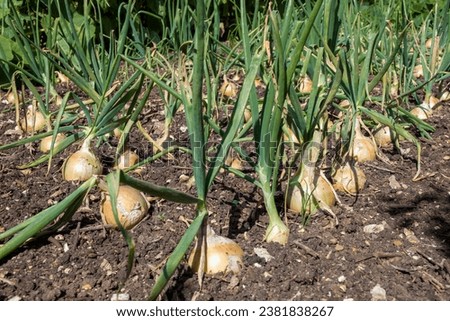 onions growing in the vegetable garden allotment