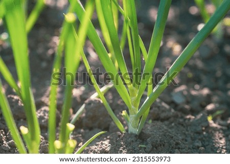 Similar – Foto Bild Bio Lauch Zwiebeln