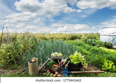 Onions, lettuce, carrots, beetroots, potatoes  and other vegetables harvested in the farmers field, vegetables growing in rows in cloudy sky background, organic agriculture , farming concept