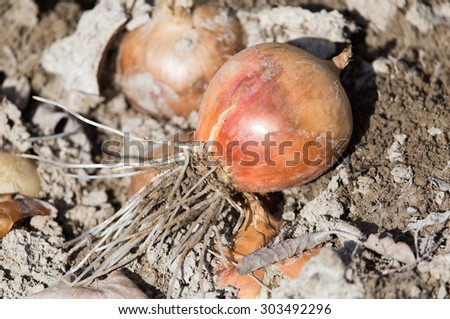 Similar – Image, Stock Photo Harvest-ready onions in sunlit Castilla La Mancha field