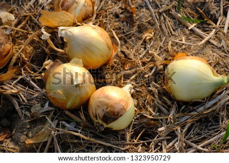 Image, Stock Photo Harvest-ready onions in sunlit Castilla La Mancha field