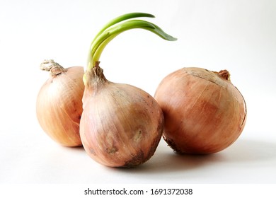 Onions On White Infinity Cove Background