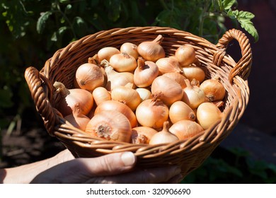 onions in a wicker basket - Shutterstock ID 320906690