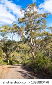 Onkaparinga River National Park Trail View On A Bright Day