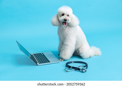 Online Appointment With A Vet Doctor. Portrait Of Cute Beautiful White Poodle Dog Using Laptop Isolated Over Blue Studio Background. Pet Care, Treatment, Animal. Copy Space For Ad, Desing