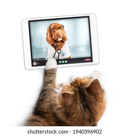 Online vet. Cat making online video call with doctor. Pet patient in video consultation with dr. woof, a Labradoodle veterinarian on call. Sick animal telemedicine consultation with digital tablet. - Shutterstock ID 1940396902