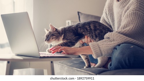 Online Work At Home, Beautiful Gray Cat Sitting On The Girl's Arms With Interest Looking Into The Laptop 