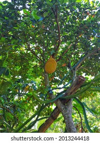 Only 1 Jackfruit On The Tree