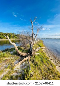 The Only Dead Tree On The Island Of Tomoka River  